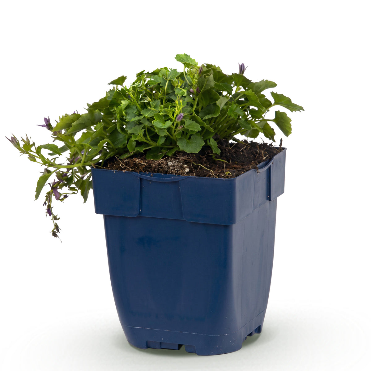 Hängepolster-Glockenblume 'Stella' – Lila – Topf Ø11cm