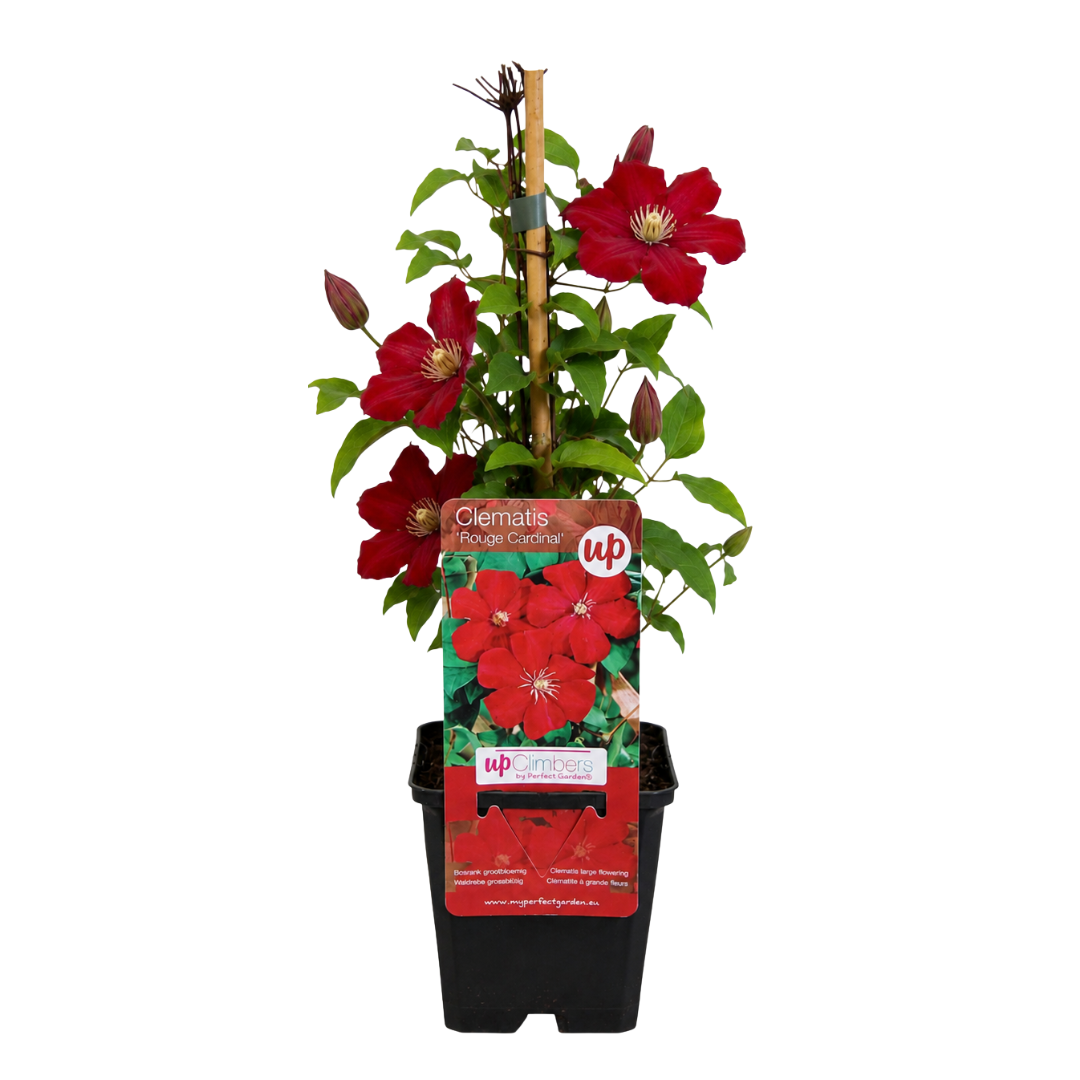 Clematis 'Rouge Cardinal' – Rot – P9 Topf – Ansicht 2