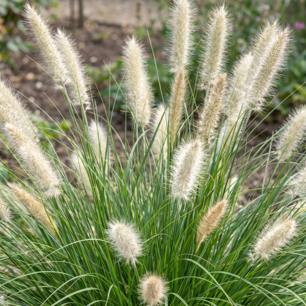 Fuchsschwanzgras 'Little Bunny' – Pennisetum alopecuroides – Topf Ø11cm – Ansicht 5