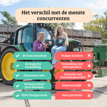 Dahlien-Knolle 'Mystery Day' – Großblumig – Ansicht 5