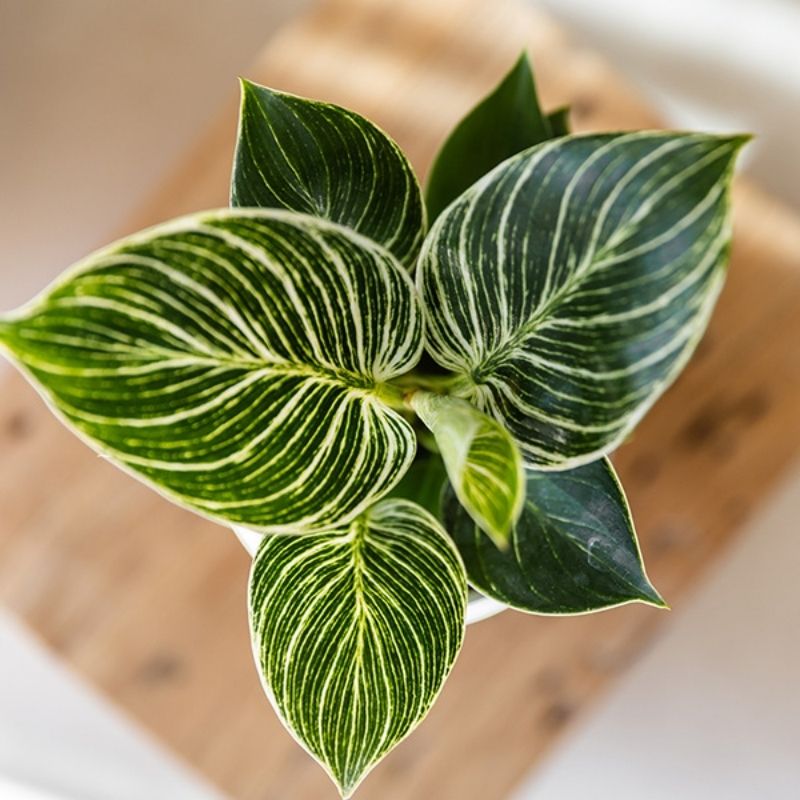Philodendron 'White Measure' – Ø9cm – Ansicht 2