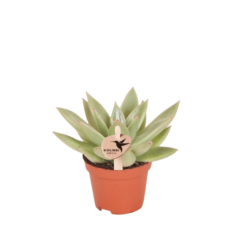 Sukkulente Echeveria Miranda – Ø6cm