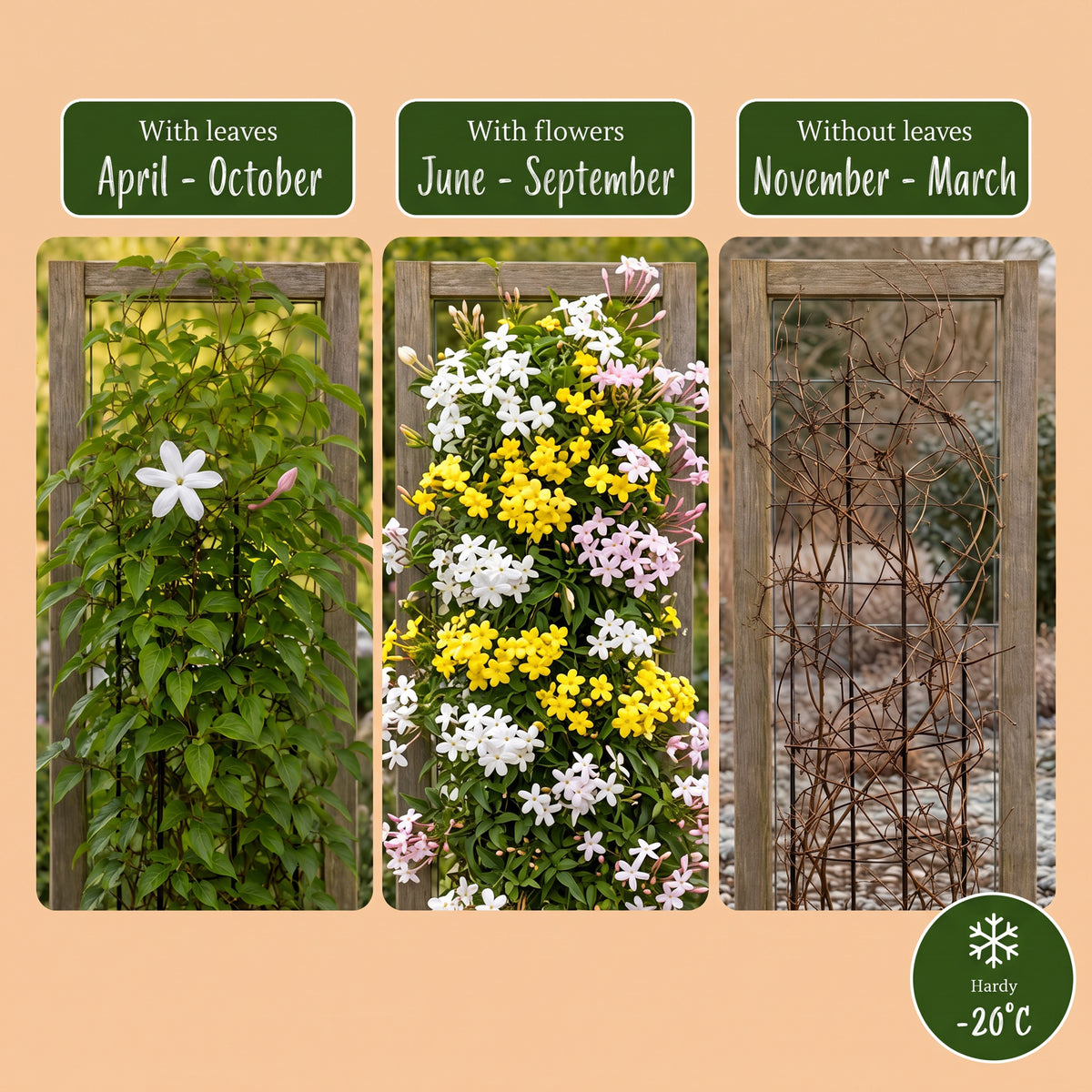 Jasmin-Trio 'Tricolour' – Gelb-Weiß-Rosa – Topf Ø9cm – Ansicht 6