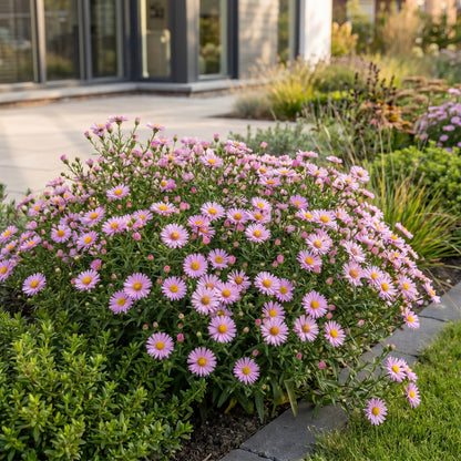 Aster 'Wood’s Pink' – Rosa – Topf Ø11cm – Ansicht 6