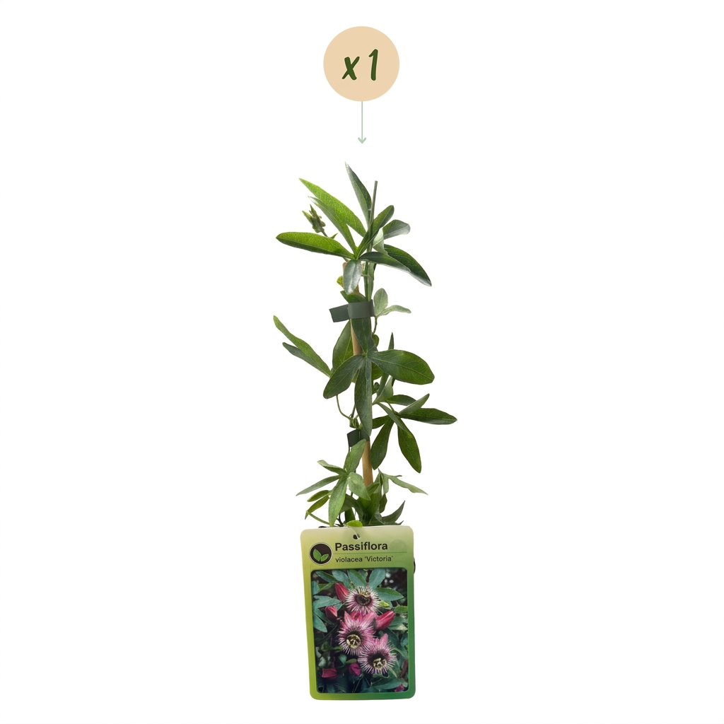 Passionsblume 'Victoria' – Rot-Rosa – Topf Ø9cm – Ansicht 2