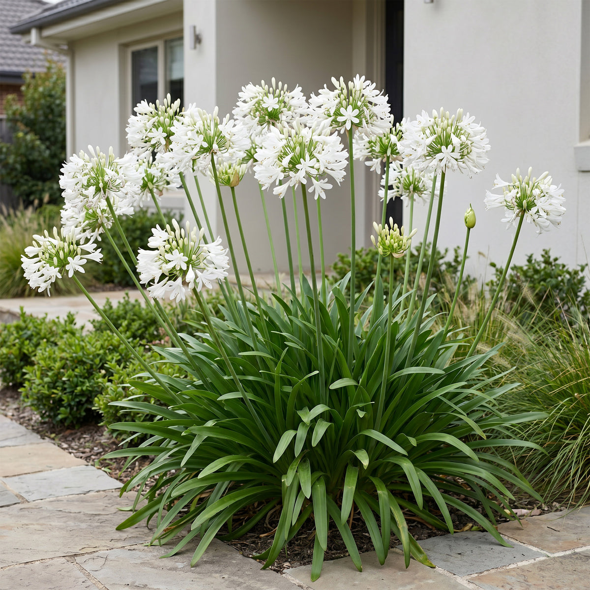 Afrikanische Lilie 'Albus' – Agapanthus – Weiß – Topf Ø11cm – Ansicht 6