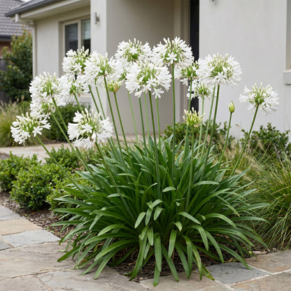 Afrikanische Lilie 'Albus' – Agapanthus – Weiß – Topf Ø11cm – Ansicht 6