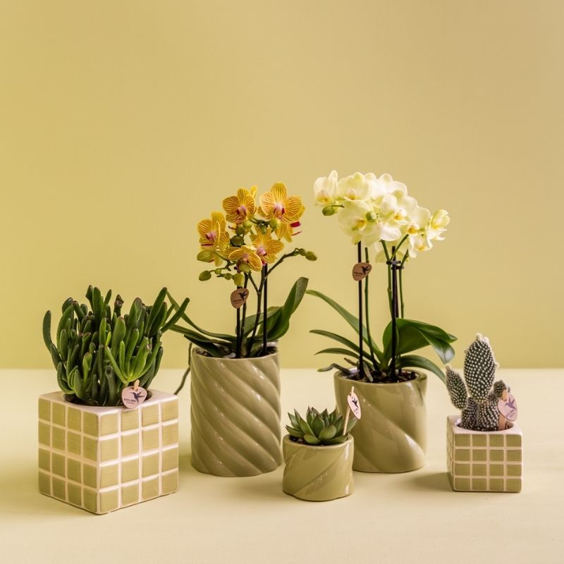 Sukkulente Echeveria Miranda – Ø6cm – Ansicht 11