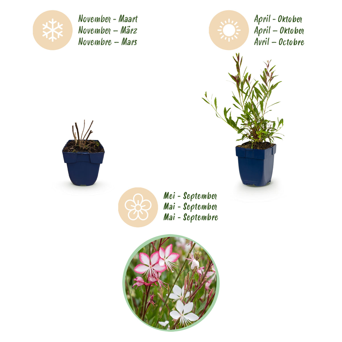 Prachtkerze 'Gaura Duo' – Rosa-Weiß – Topf Ø11cm – Ansicht 4