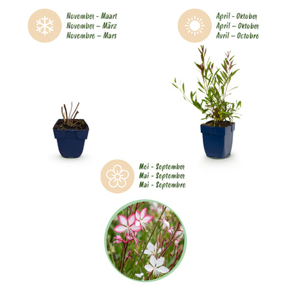 Prachtkerze 'Gaura Duo' – Rosa-Weiß – Topf Ø11cm – Ansicht 4