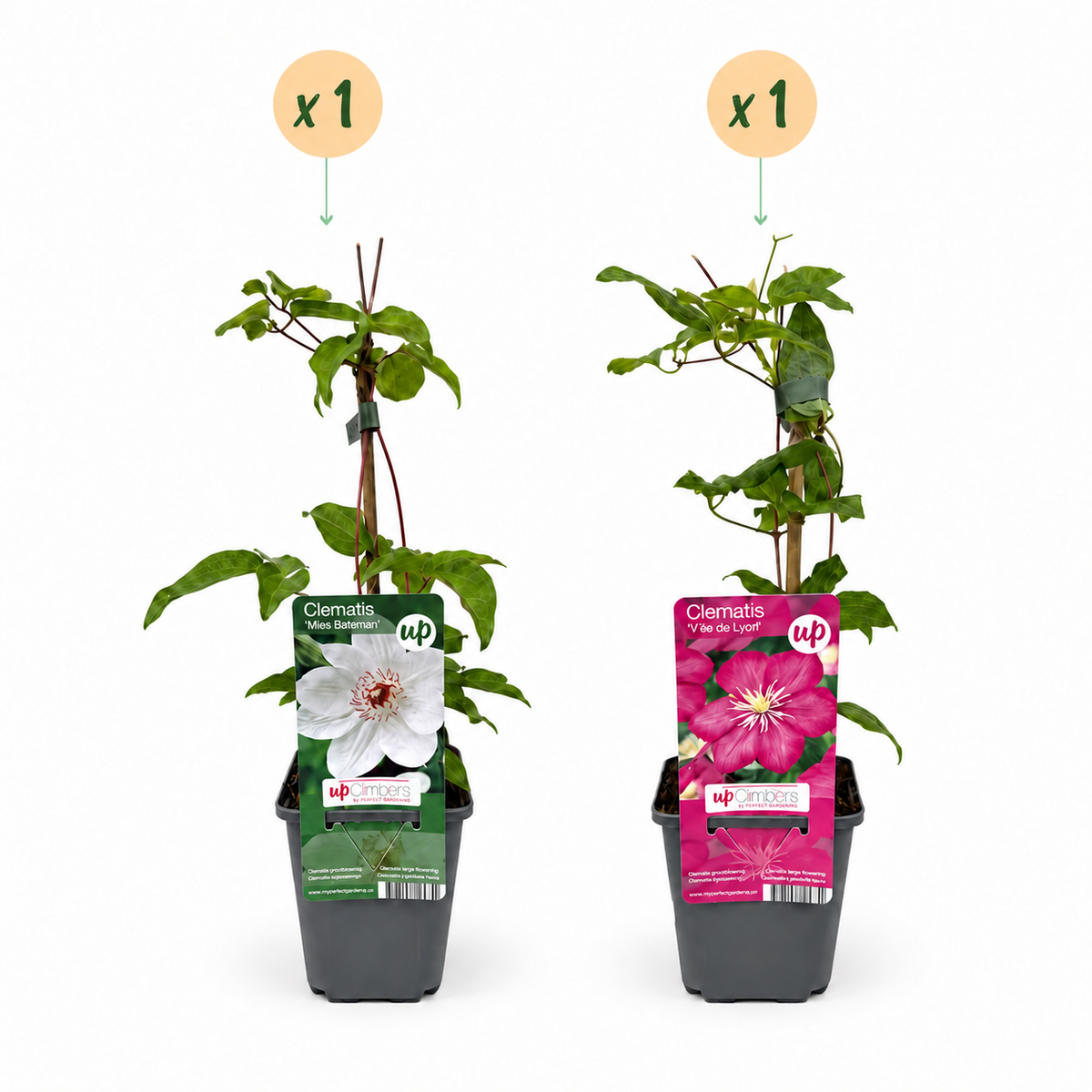 Waldrebe 'Pink & White' – Weiß-Rosa – Topf Ø9cm – Ansicht 2