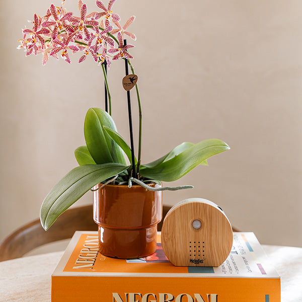 Kolibri Home 'Timeless' Übertopf – Orange – Ø9cm – Ansicht 2
