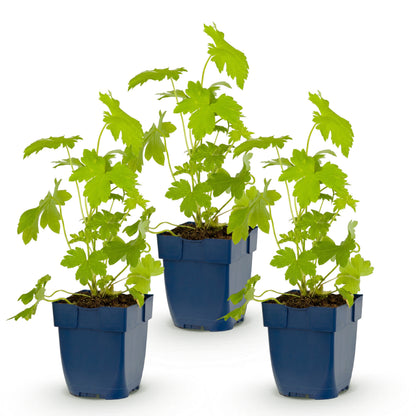 Rittersporn 'Delphinium Galahad' – Weiß – Topf Ø11cm – Ansicht 2