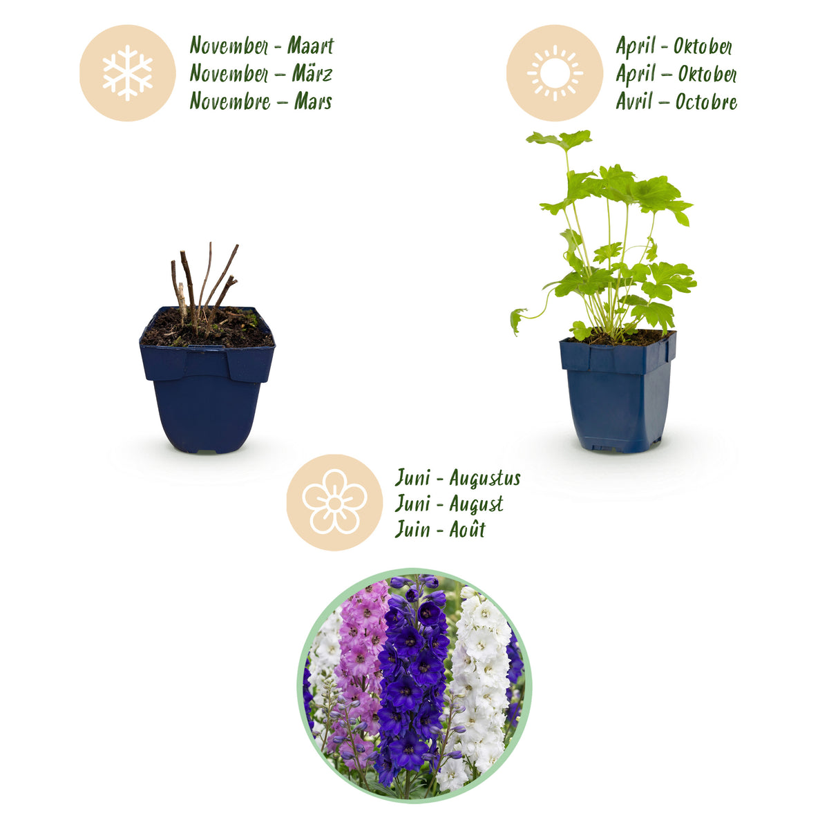 Rittersporn 'Delphinium Black Knight' – Lila – Topf Ø11cm – Ansicht 4
