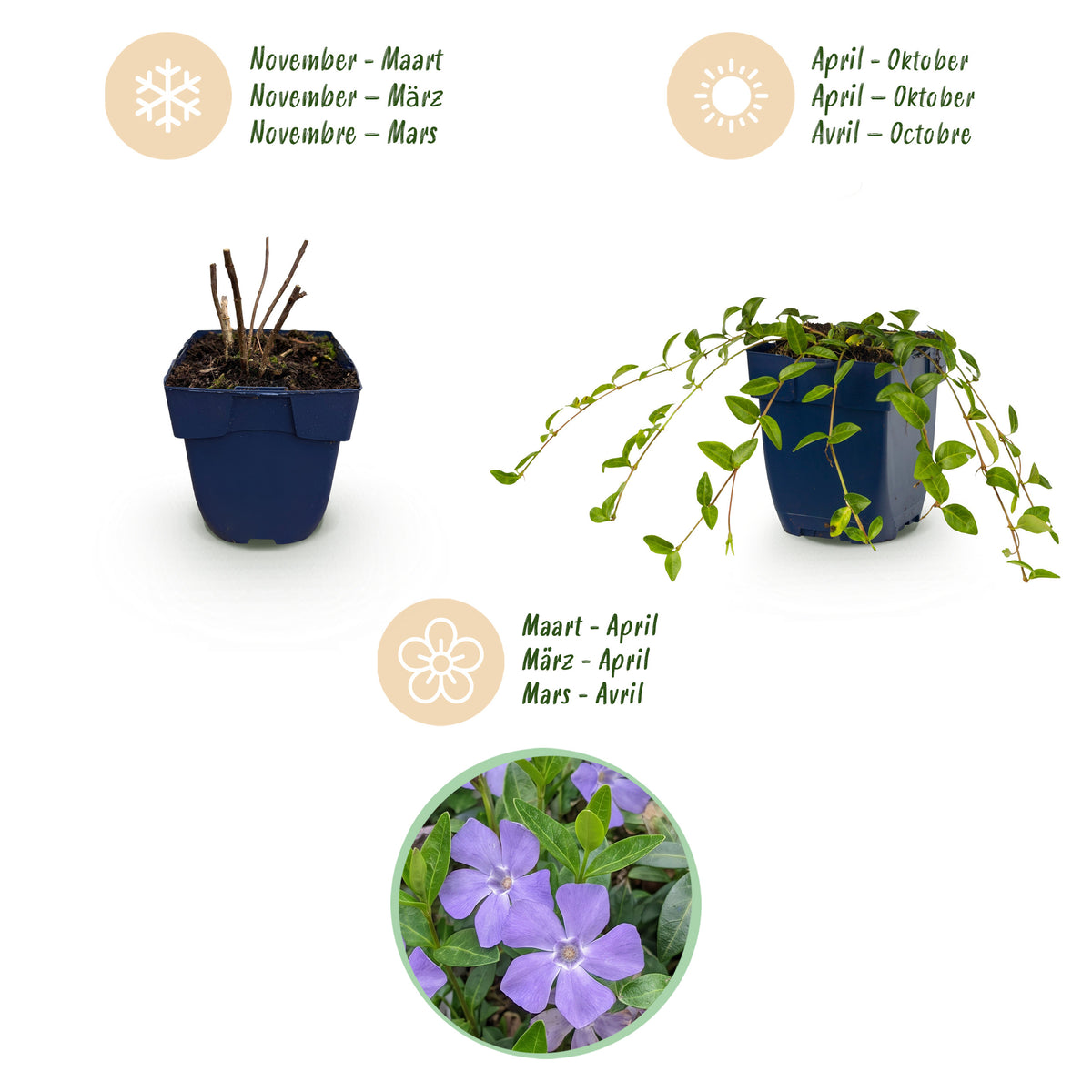 Immergrün 'Vinca minor' – Blau – Topf Ø11cm – Ansicht 4
