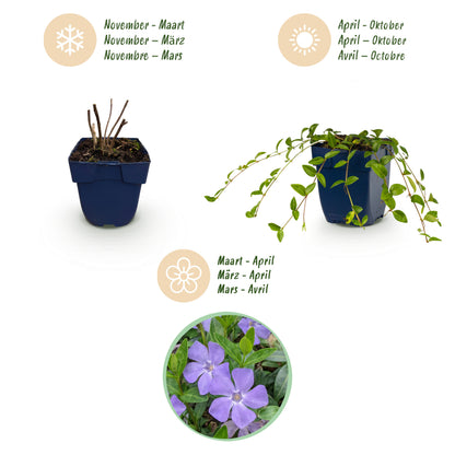 Immergrün 'Vinca minor' – Blau – Topf Ø11cm – Ansicht 4