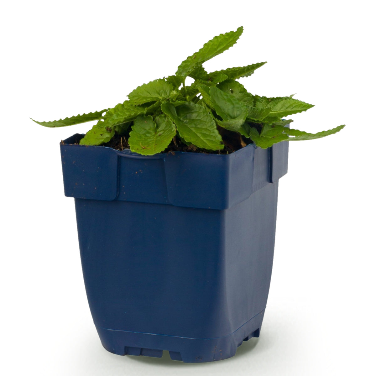 Heil-Ziest 'Alba' – Stachys officinalis – Weiß – Topf Ø11cm – Ansicht 2