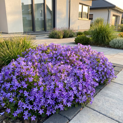 Hängepolster-Glockenblume 'Stella' – Campanula poscharskyana – Lila – Topf Ø11cm – Ansicht 6
