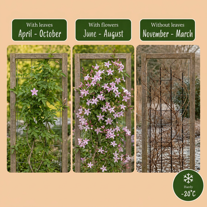 Stephans Jasmin – Jasminum stephanense – Rosa – Ø9cm, ↕35cm – Ansicht 4