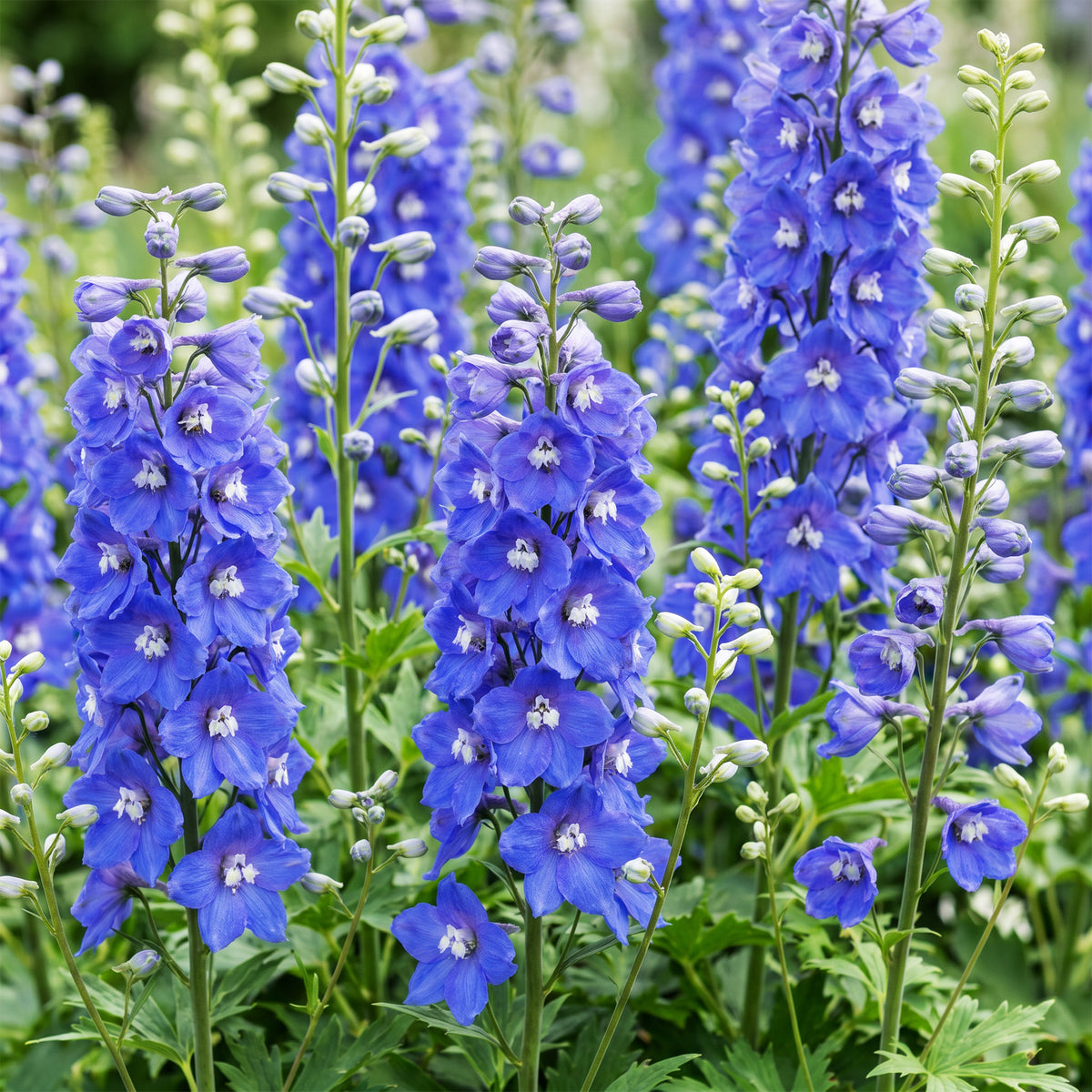 Rittersporn 'Delphinium Blue Bird' – Blau – Topf Ø11cm – Ansicht 5