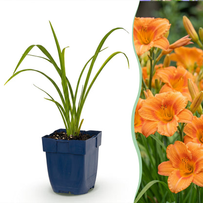 Taglilie 'Hemerocallis Mauna Loa' – Orange – Topf Ø11cm