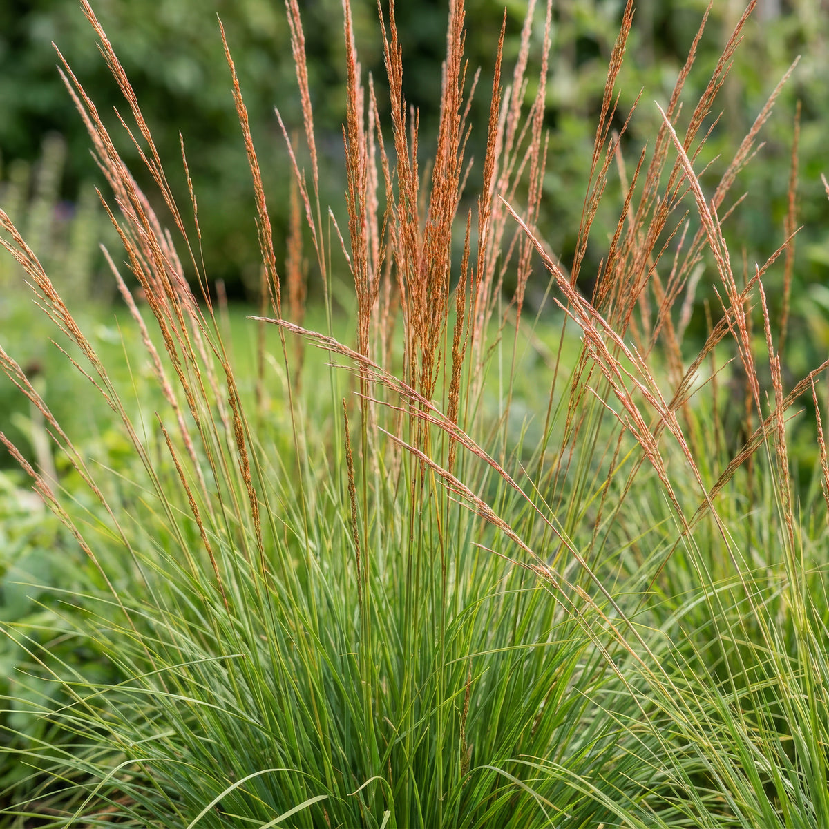 Pfeifengras 'Heidebraut' – Molinia caerulea – Topf Ø11cm – Ansicht 5