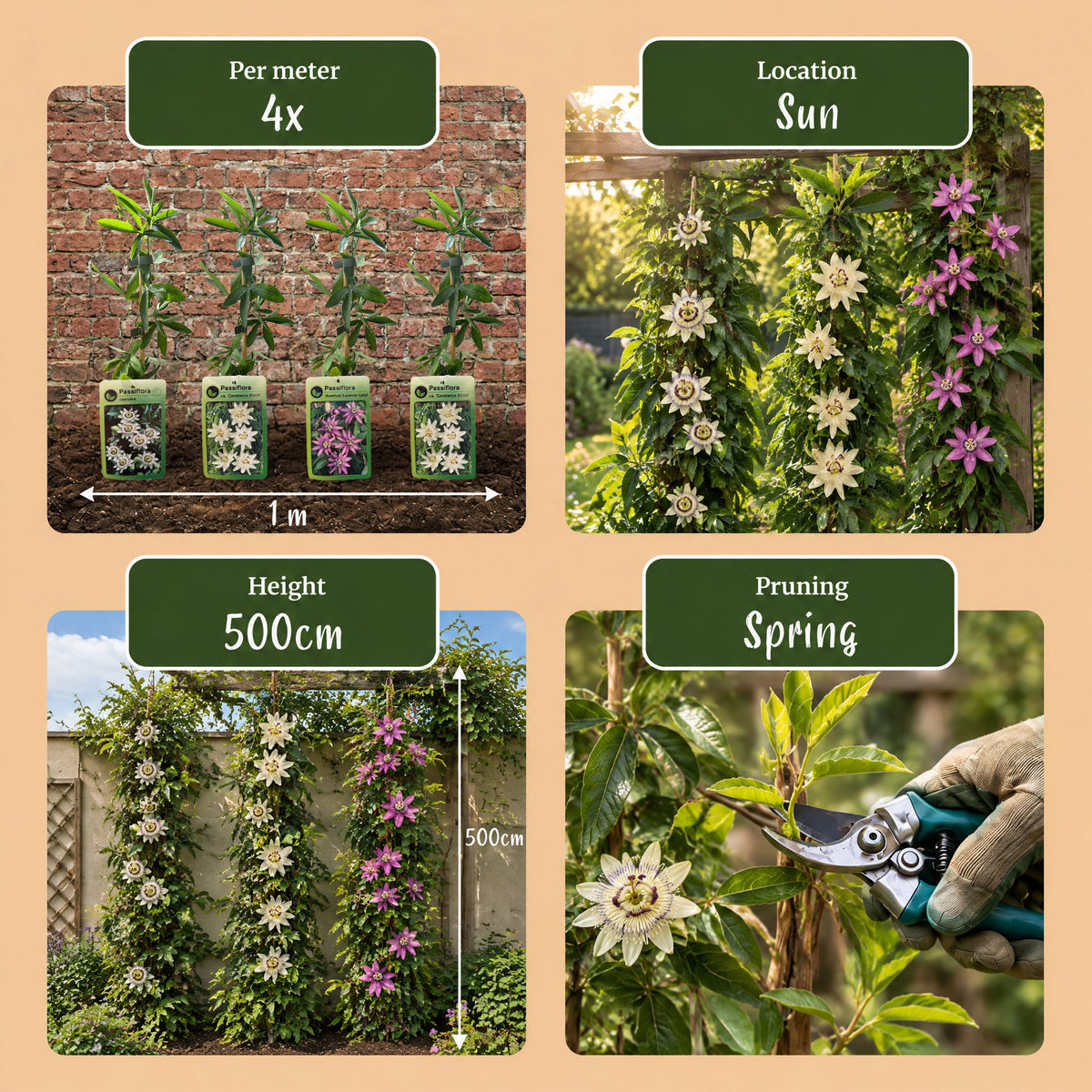 Kletterpflanzen-Trio 'Tricolour' – Clematis, Passionsblume & Sternjasmin – Topf Ø9cm – Ansicht 7