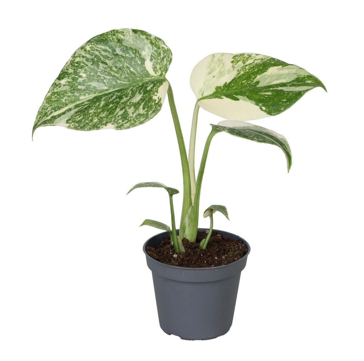 Monstera 'Creme Brulee' – Grün-Creme – Ø6cm – ↔14cm