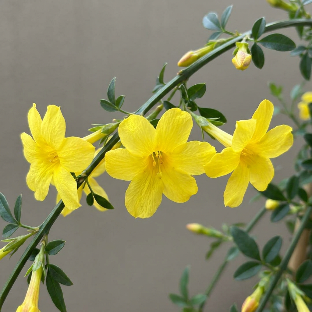 Winterjasmin 'Jasminum nudiflorum' – Gelb, Ø9cm, ↕35cm – Ansicht 3