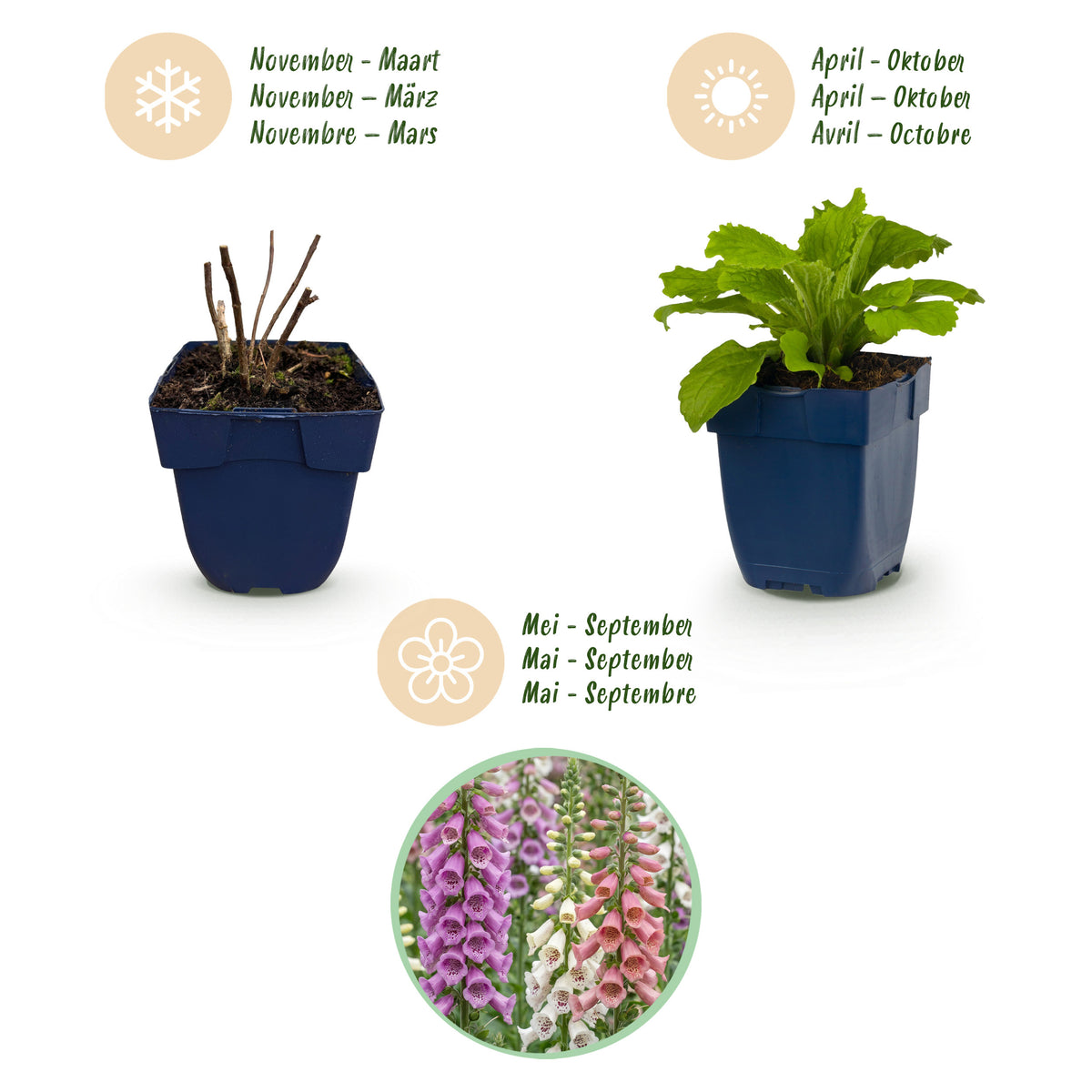 Fingerhut 'Digitalis Tricolour' – Rosa-Violett-Weiß – Topf Ø11cm – Ansicht 4