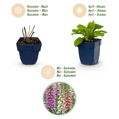 Fingerhut 'Digitalis Tricolour' – Rosa-Violett-Weiß – Topf Ø11cm – Ansicht 4