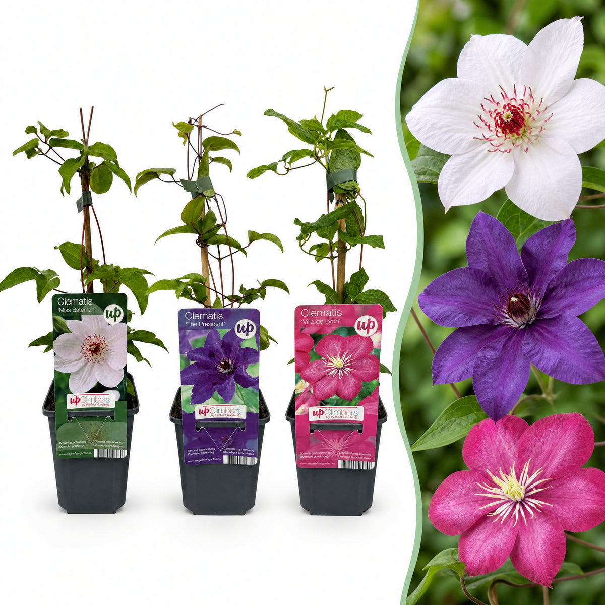 Dreifarben-Waldrebe 'Tricolour' – Lila-Rosa-Weiß – Topf Ø9cm