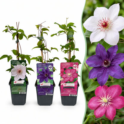 Dreifarben-Waldrebe 'Tricolour' – Lila-Rosa-Weiß – Topf Ø9cm