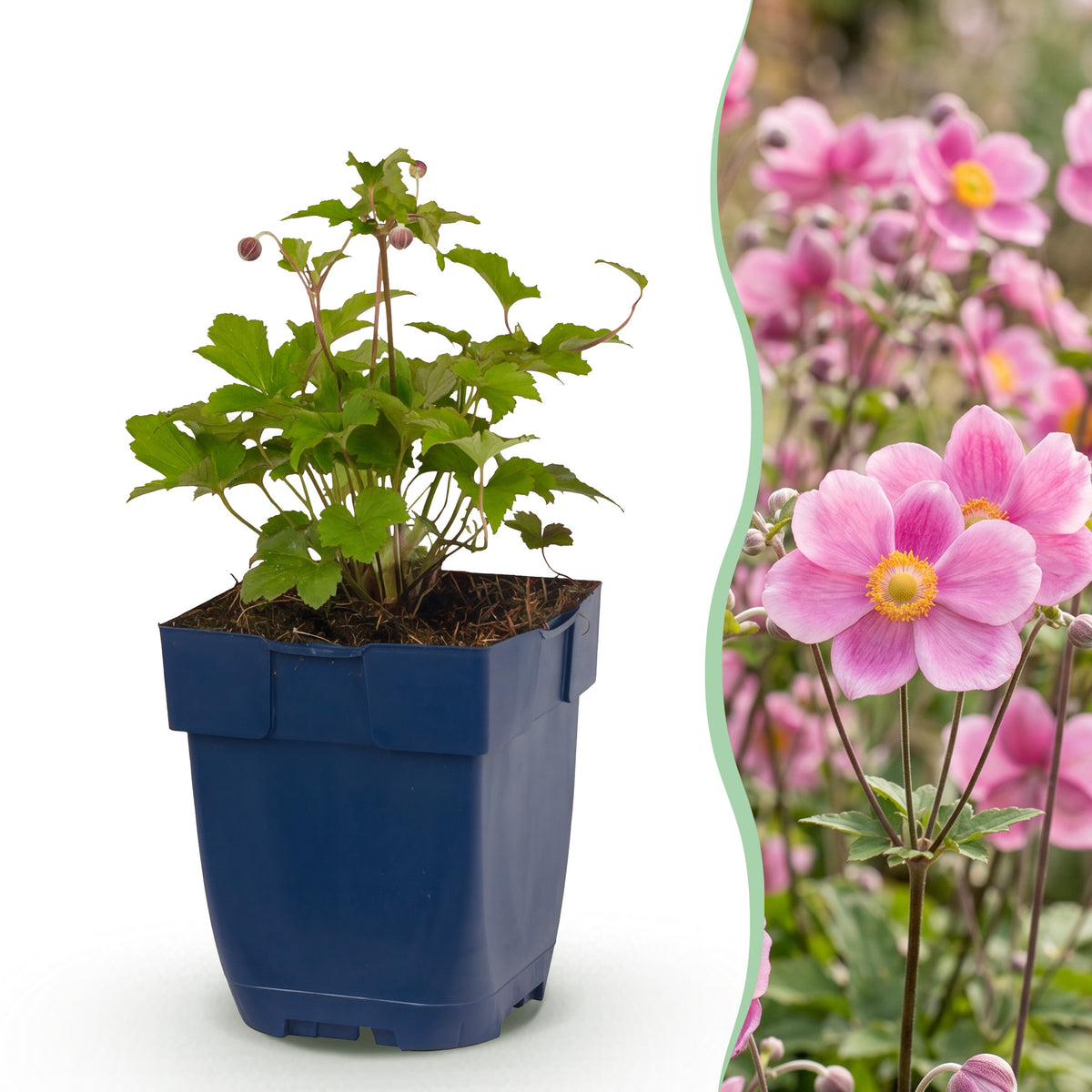 Herbst-Anemone 'Splendens' – Dunkelpink – Topf Ø11cm