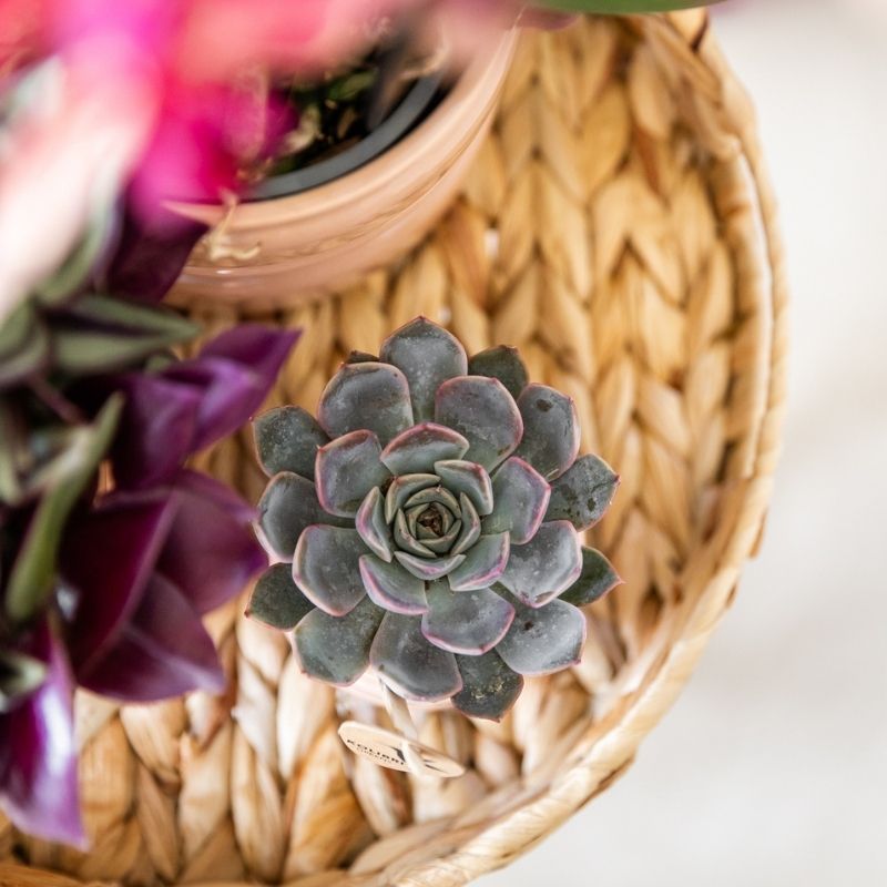 Sukkulente Echeveria Summer – Ø6cm – Ansicht 10