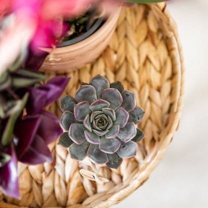 Sukkulente Echeveria Summer – Ø6cm – Ansicht 10
