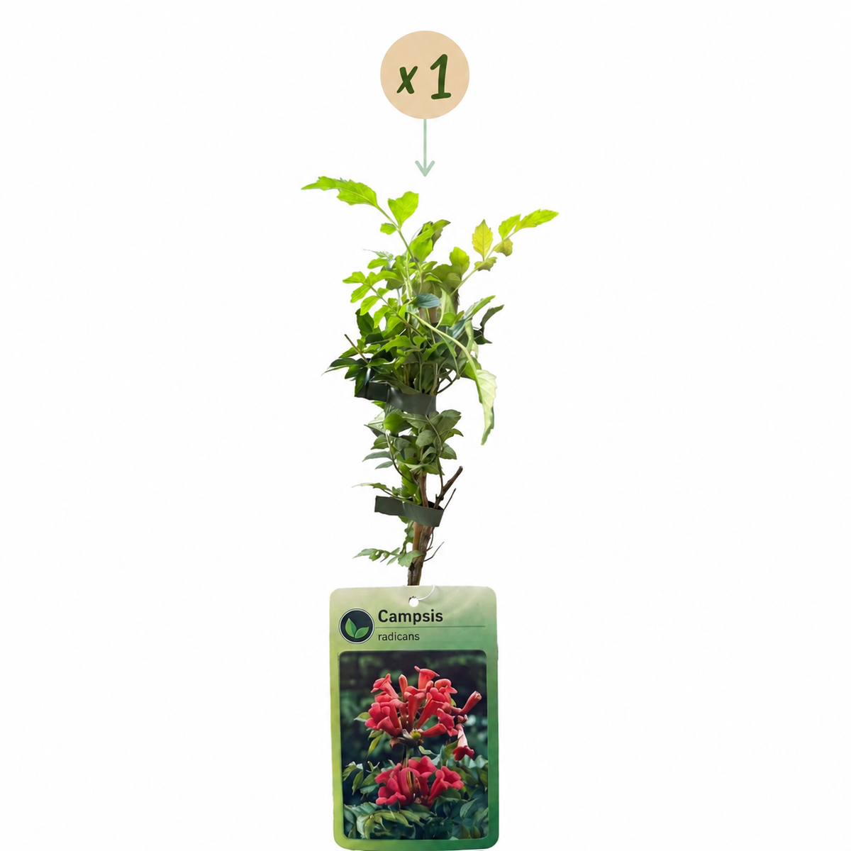 Trompetenblume (Campsis radicans) – Orange-Rot – Topf Ø9cm – Ansicht 2