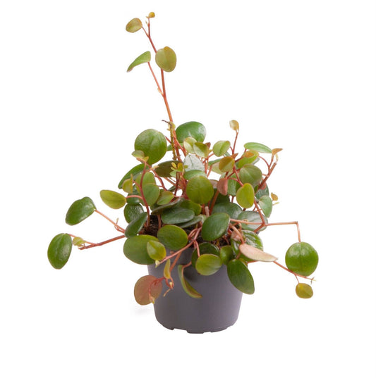 Peperomia Pepperspot – Grün-Rot – Ø6cm, ↕10cm