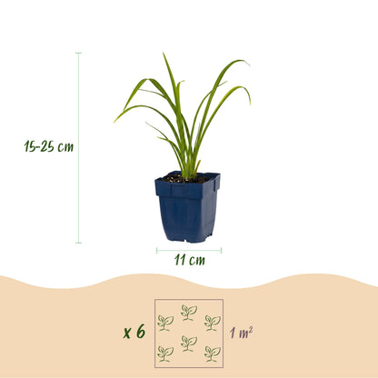 Taglilie 'Hemerocallis Mauna Loa' – Orange – Topf Ø11cm – Ansicht 3