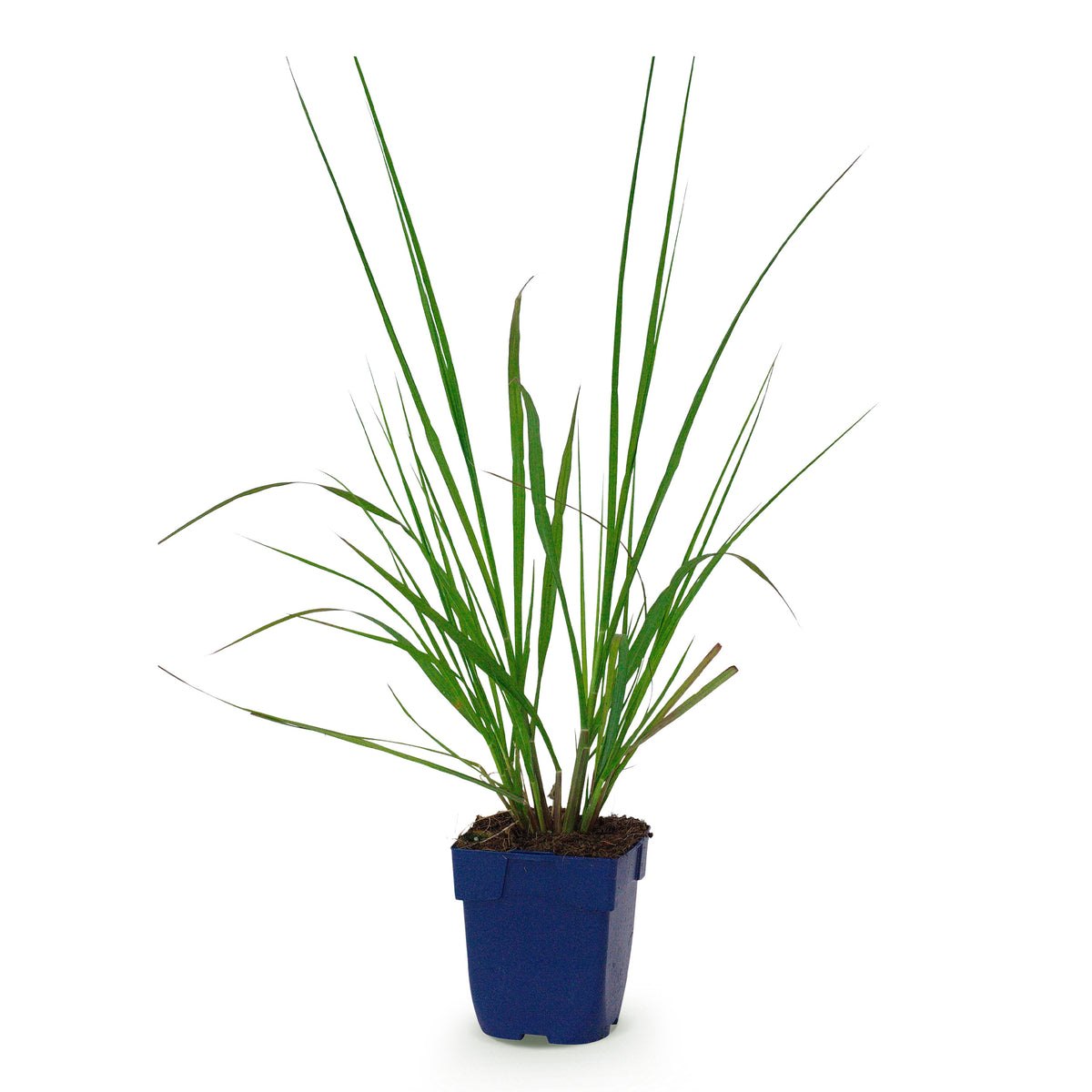 Lampenputzergras 'Black Beauty' – Pennisetum alopecuroides – Topf Ø11cm – Ansicht 2