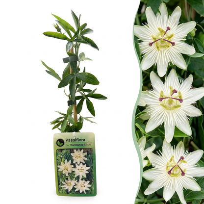 Passionsblume 'Constance Elliott' – Weiß – Topf Ø9cm