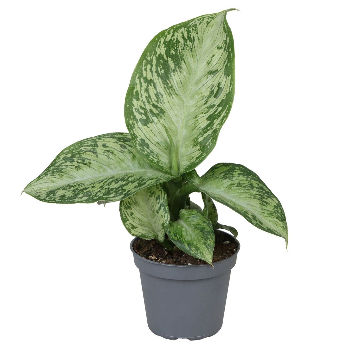 Dieffenbachia Snow – Grün – Ø6cm – ↕15cm