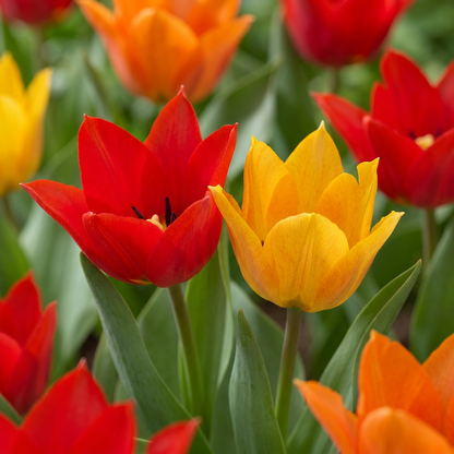 Tulpe 'Praestans' – Mix