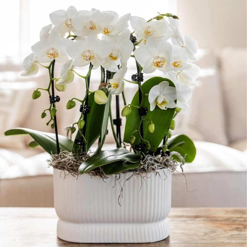 Phalaenopsis-Orchidee 'Niagara Fall White' – Weiß – Topf Ø9cm – Ansicht 4