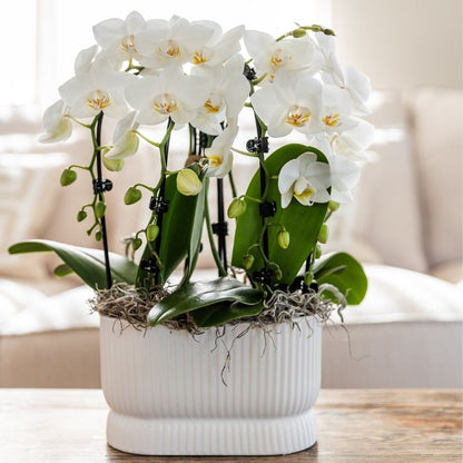 Phalaenopsis-Orchidee 'Niagara Fall White' – Weiß – Topf Ø9cm – Ansicht 4