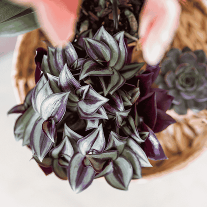 Tradescantia Zebrina – Violett-Grün – Topf Ø9cm – Ansicht 2