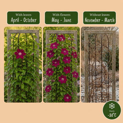 Clematis 'Rouge Cardinal' – Rot, Ø9cm, ↕35cm – Ansicht 6