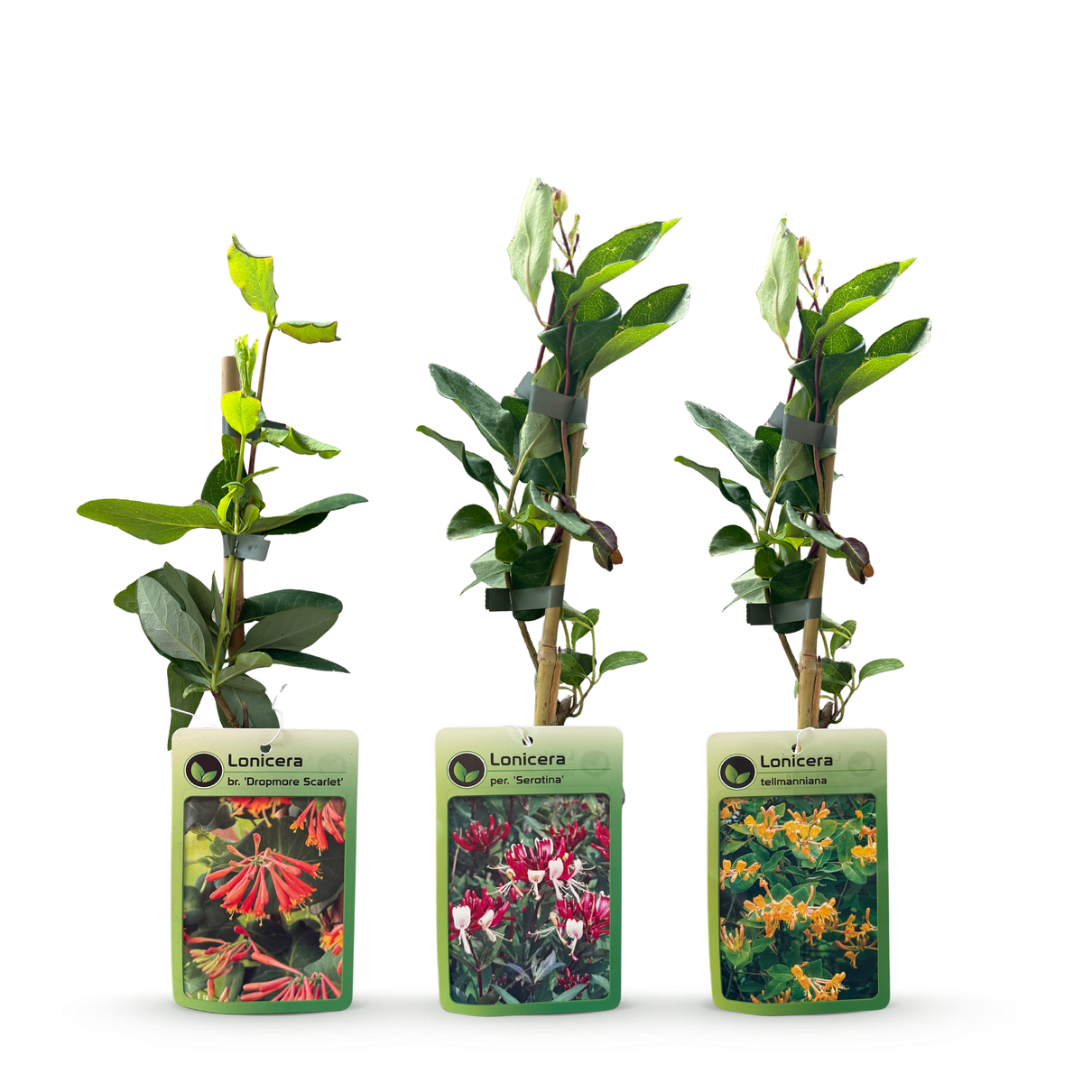 Geißblatt-Trio 'Tricolour' – 3 Lonicera-Sorten – Topf Ø9cm – Ansicht 3