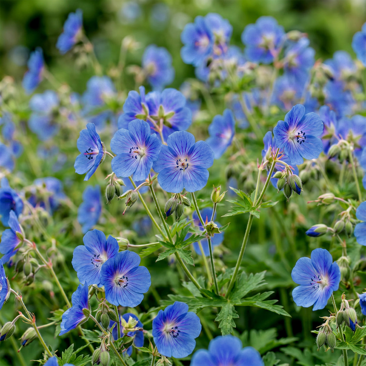 Storchschnabel 'Johnson's Blue' – Blau – Topf Ø11cm – Ansicht 5