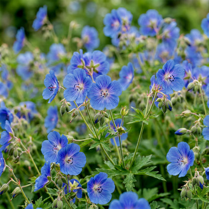 Storchschnabel 'Johnson's Blue' – Blau – Topf Ø11cm – Ansicht 5